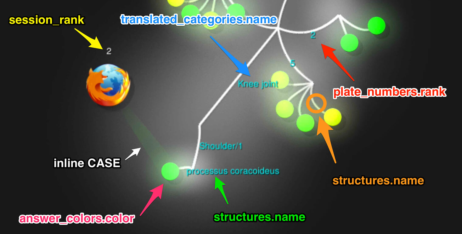 Anatomy visualization answers